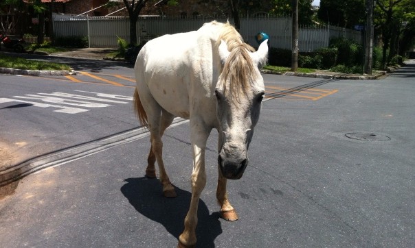 Cavalos e vacas nas ruas da zona sul preocupam pedestres e motoristas