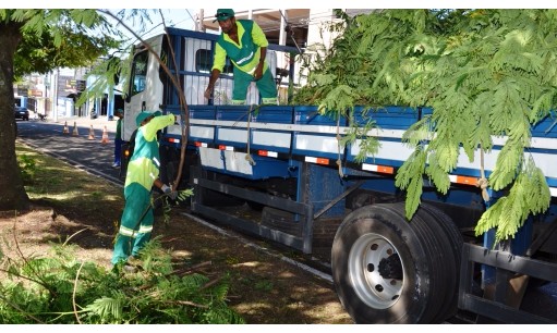 Prefeitura reforça limpeza e podas de árvores em diferentes regiões da cidade