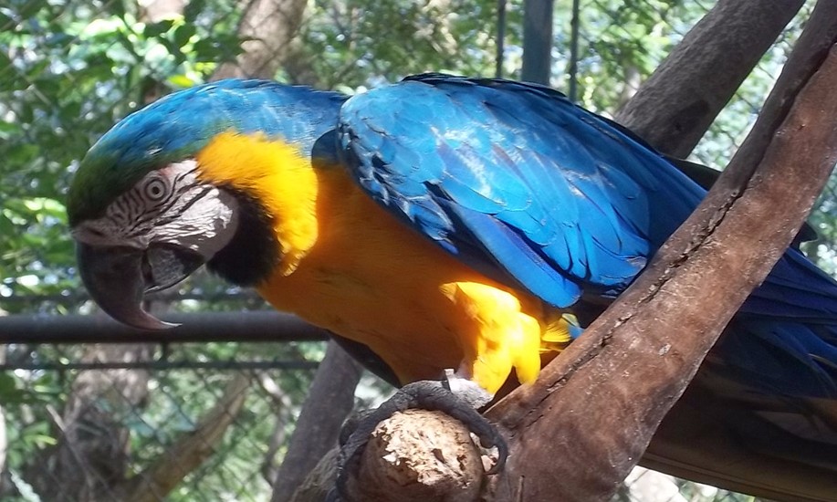Com alta pontuação, Guaíra é pré-certificada no “Município Verde Azul”