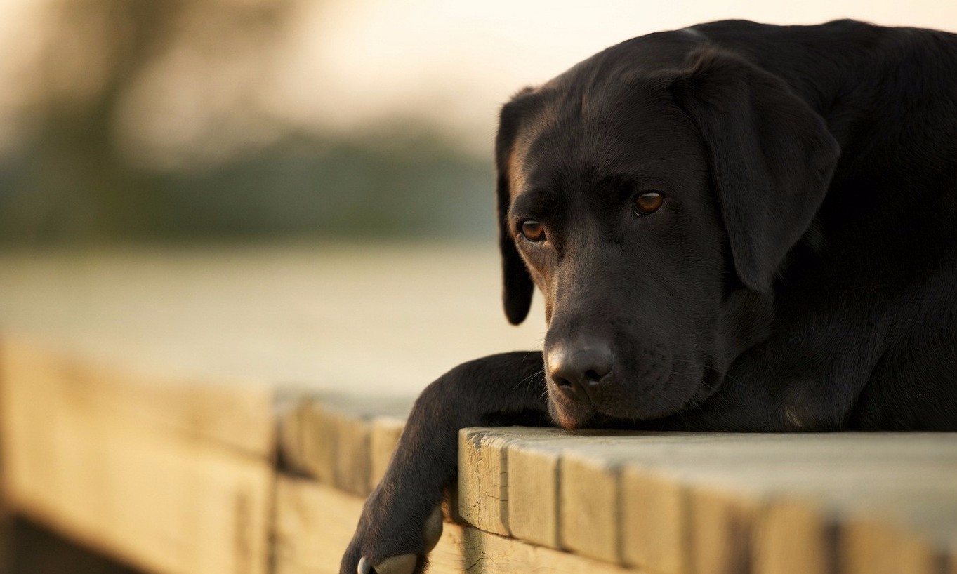 Meu pet é feliz? Veja 4 dicas para saber se o cachorro sofre com depressão