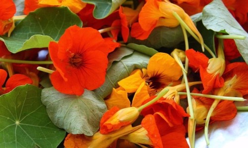 Os encantos gastronômicos da primavera: Salada com calêndula e capuchinha