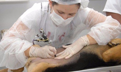 Prefeitura de Guaíra realiza castração de cães e gatos até dia 29 deste mês