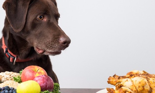 Alimentação vegetariana para cães e gatos cresce como uma tendência