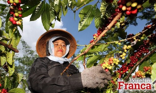 Em 2018 produção de café na Alta Mogiana pode ter queda entre 5% e 20%
