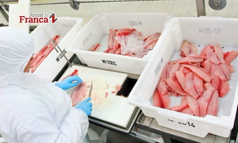 Fider Pescados de Rifaina, 
processadora de tilápias criadas no Rio Grande