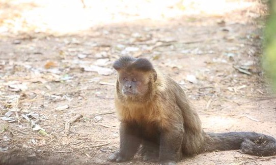 Mortes de macacos com suspeita de febre amarela deixa interior de SP alerta