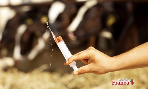 Febre aftosa: em novembro começa a vacinação de bovinos e bubalinos em SP
