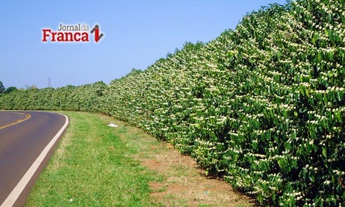 Resíduo da cana vira adubo e deve melhorar produção cafeeira na Alta Mogiana