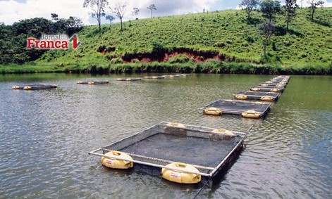 Em MG piscicultura cresce e tilápia corresponde a 94% do total de peixes produzido