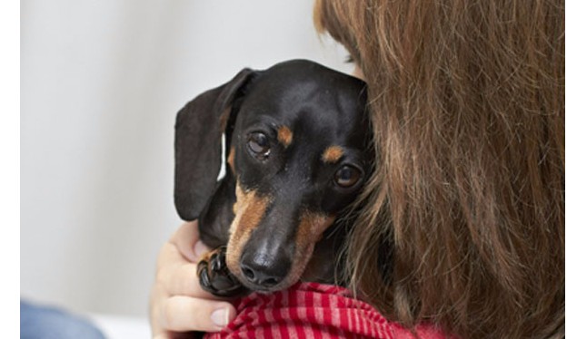 Luto animal: como vivenciar a dor da perda do pet e superar sua ausência?