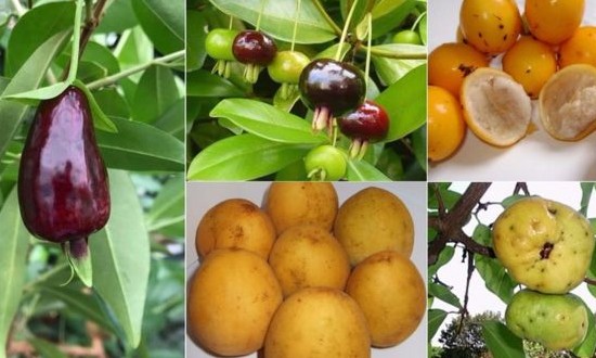 Pesquisadores tentam salvar da extinção superfrutas brasileiras