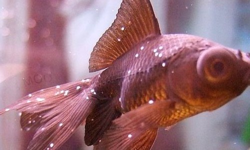 Você Sabia? Pontinhos brancos em peixes ornamentais pode ser íctio
