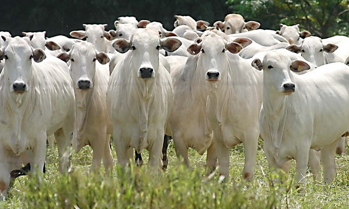 Vacinação contra febre aftosa é intensificada neste mês em todo Estado