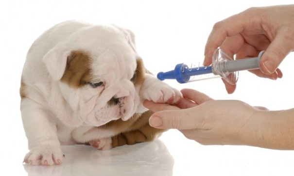 Animais de estimação também podem desenvolver diabetes