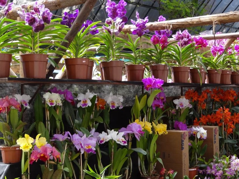 Shopping do Calçado de Franca traz Festival de Orquídeas a partir de hoje