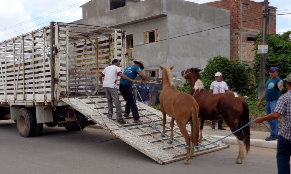 Franca espera regularizar captura de animais na cidade com licitação