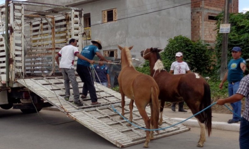Prefeitura tem vencedora da licitação para serviço de captura de animais
