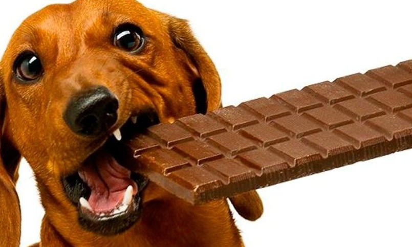 Por que chocolate pode ser um veneno para seu cão de estimação