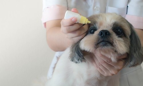 Excesso de remela em cães pode ser doença e exige atenção do dono