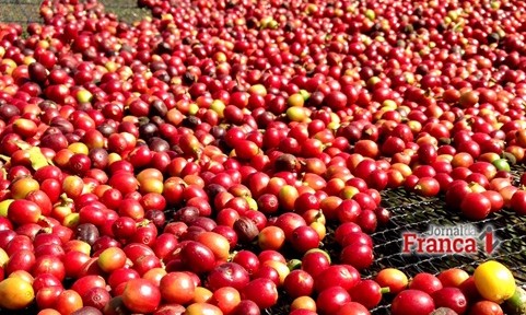 Preço do café oscila e saca é vendida a R$ 470 na região de Franca