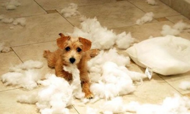 Seu cão se comporta mal? O problema pode ser reforçado por você