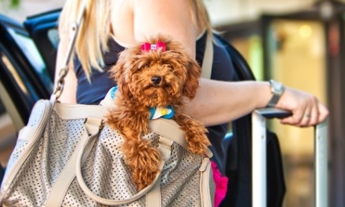Especialista recomenda cuidados especiais com o pet para sair de viagem