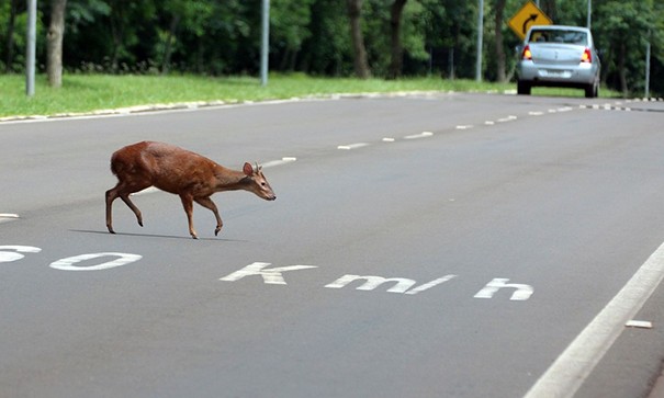 Saiba o que fazer quando identificar animais na estrada em viagens