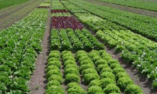Governo libera R$ 12,5 bilhões para financiar agricultura de 2018 e 2019