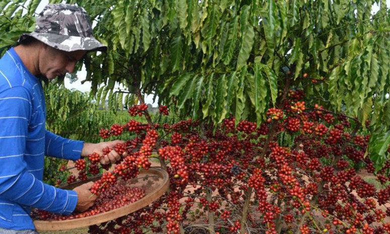 Produção de café em 2018 pode ser até 30% superior ao ano passado, diz Conab