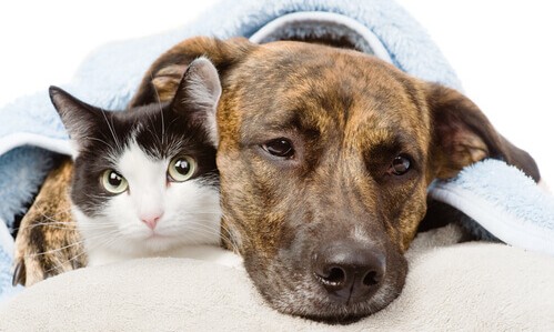 Cães e gatos também podem ser contaminados pela febre amarela?