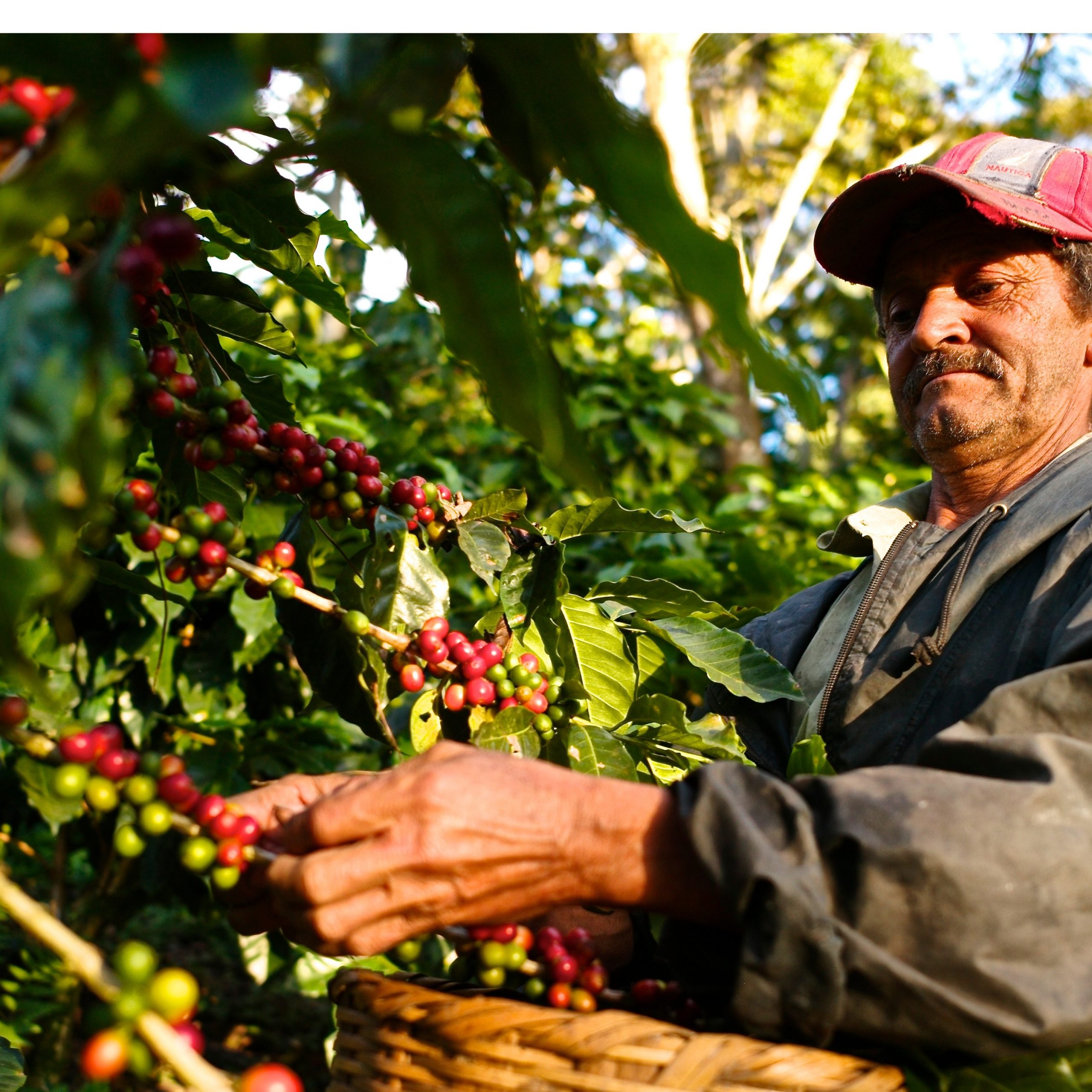 Produtividade vem aumentando rentabilidade do café no Brasil