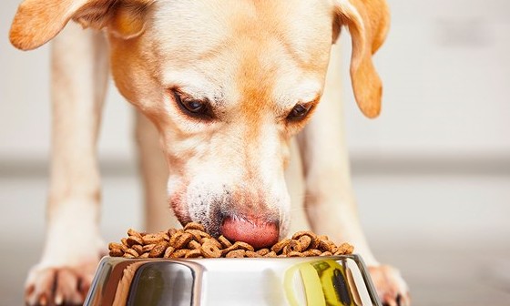 Saiba como são feitas as rações e escolha a certa para seu cachorro