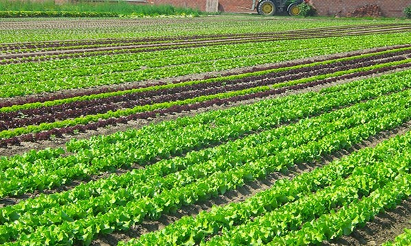 Governo Federal deve prorrogar prazo de adesão ao Funrural em 75 dias