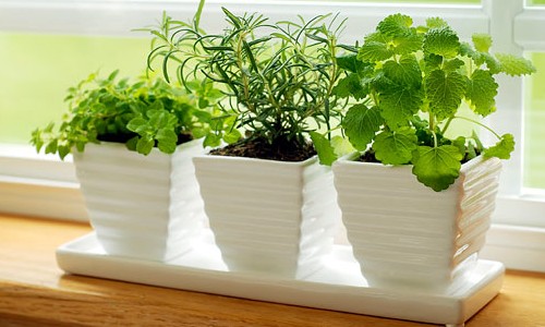 Cuidado natural – plantas medicinais para cultivar em casa ou apartamento