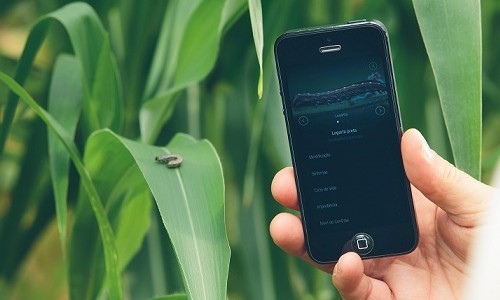 App ajuda na identificação de inimigos naturais de pragas nas lavouras