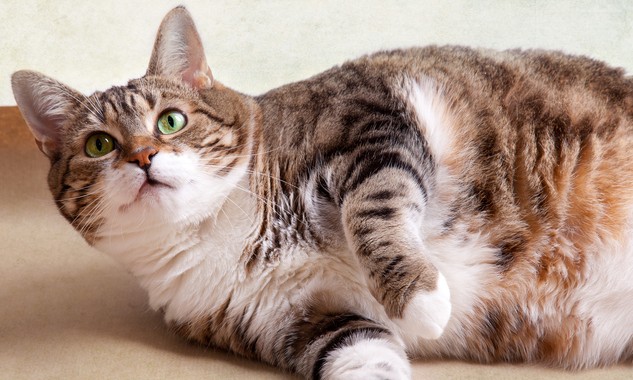 Excesso de peso pode atrair doenças e afetar a qualidade de vida dos gatos
