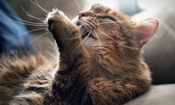 Seu gato arranca os próprios pelos? Estresse pode ser o motivo