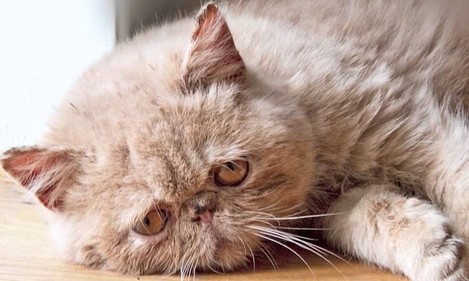 Anemia também ataca gatos e pode ser fatal se não tratada a tempo