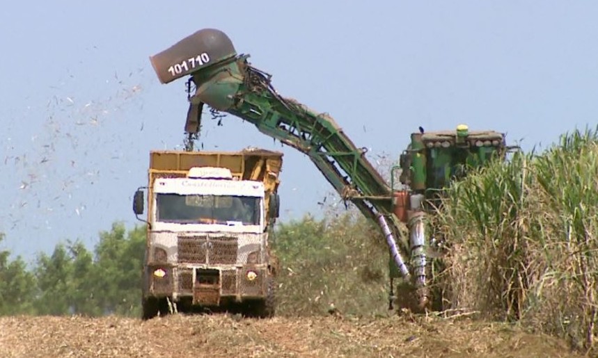 Diante da demanda por biocombustível, canaviais velhos preocupam usinas