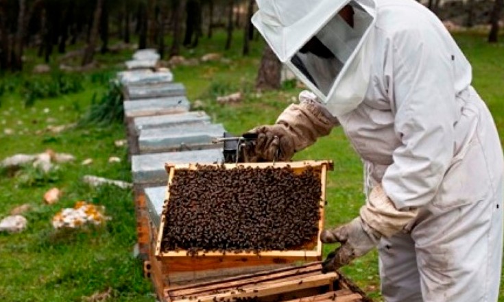 Franca sedia um Seminário de Meliponicultura neste próximo final de semana
