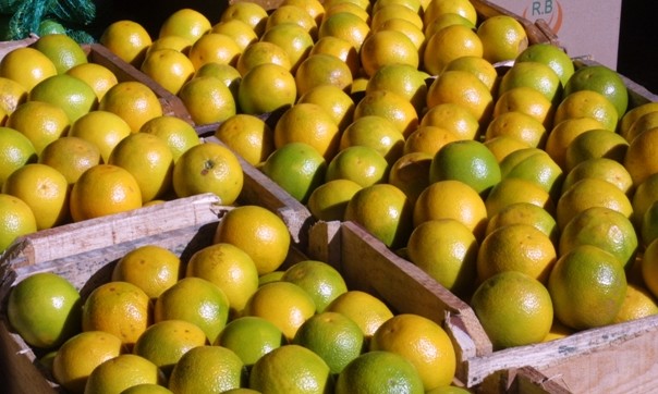 Governo Federal fixa preços mínimos para laranja, café e trigo