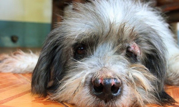 Saiba como tratar o aparecimento de fungos nos cães e outros pets