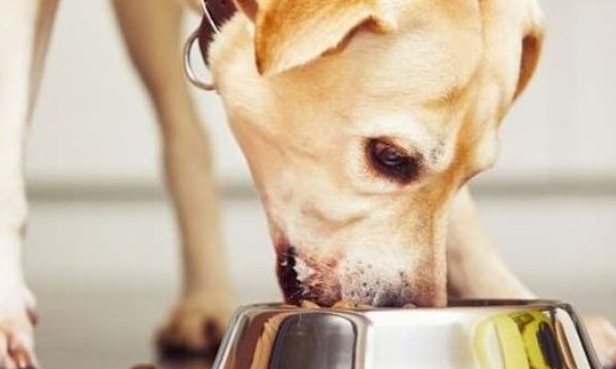 Saiba como cuidar do cachorro com diarreia após a troca de ração