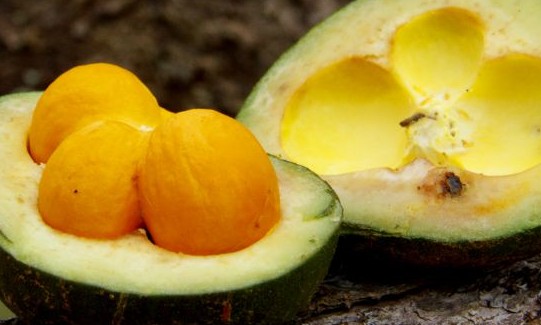 Pesquisadores identificam benefícios do óleo de pequi para o organismo