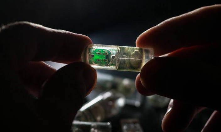 Cientistas criam cápsula que trafega pelo intestino e detecta doenças