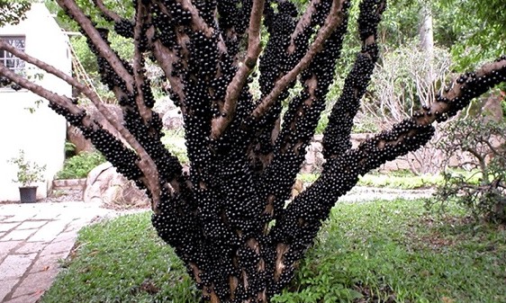 A riqueza dos pés de jabuticaba para a gastronomia brasileira