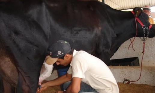 Primeira etapa da 49ª Expoagro terá início com Torneio Leiteiro no dia 14
