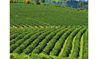 Setores produtivos se unem para estimular agronegócio no Estado de São Paulo