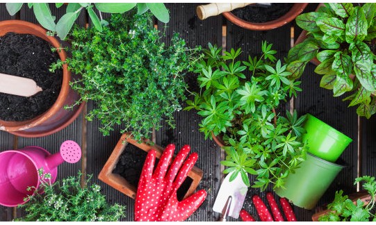 Prepare uma horta doméstica e cultive seus temperos em casa