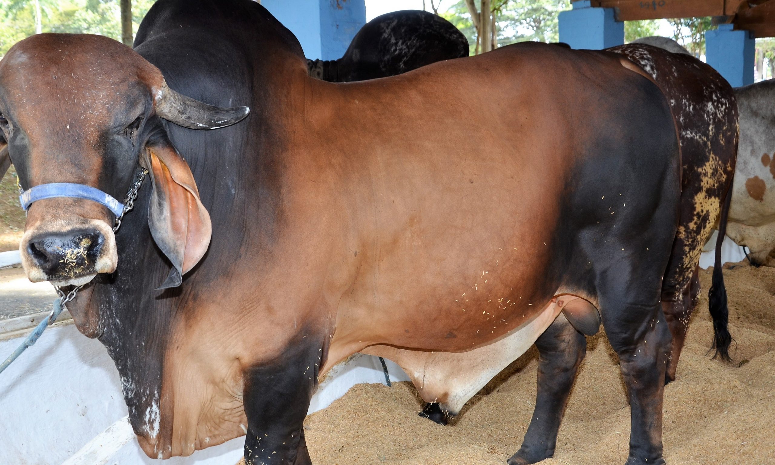 Realização da 49ª Expoagro movimenta R$ 4,15 milhões em negócios em Franca